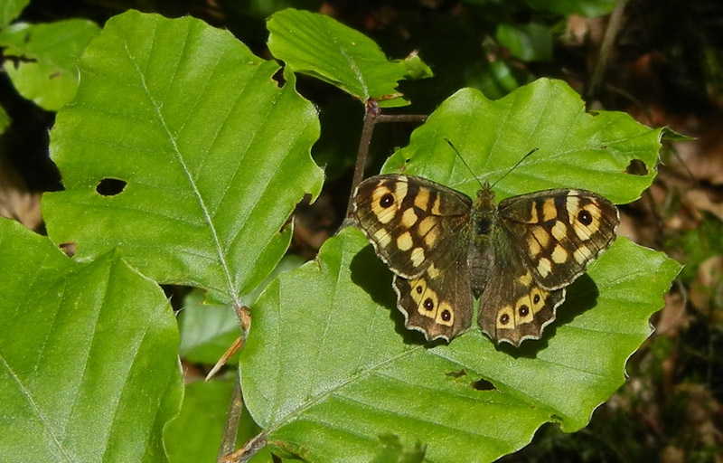 Pararge aegeria - Nymphalidae Satyrinae........dal Trentino